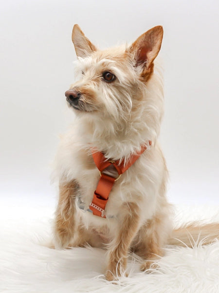 Harnais pour chien - Desert Dawn - Bop Pop Pets