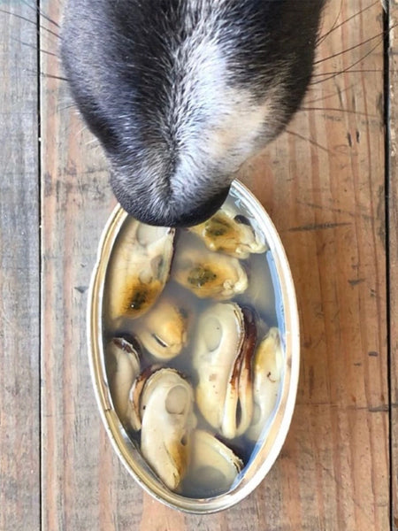 Moules vertes de Nouvelle-Zélande au naturel pour chien