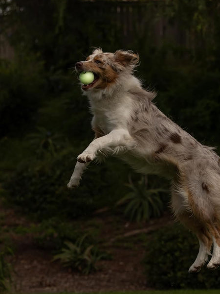 2 balles pour chien - Max Glow - Chuck It! - Taille M