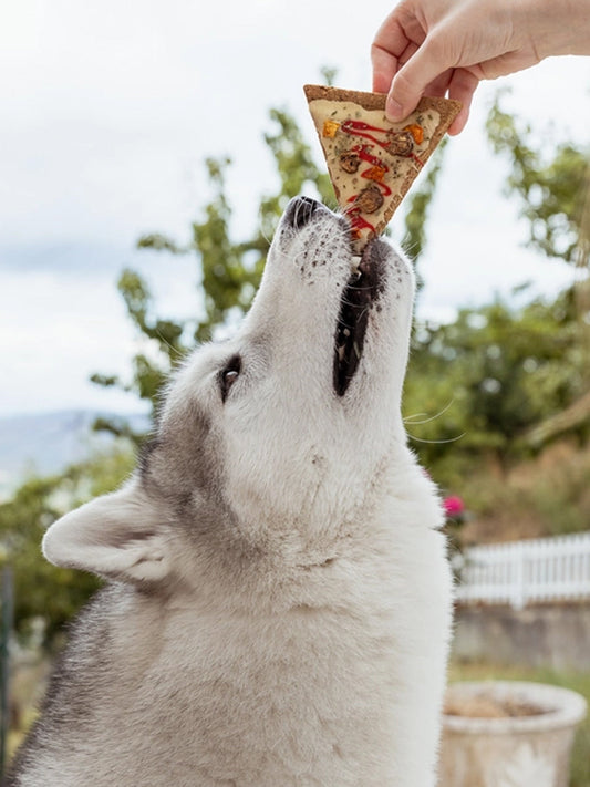 Gâteau pour chien Doggie Pizza 🍕 – Cooka's Cookies