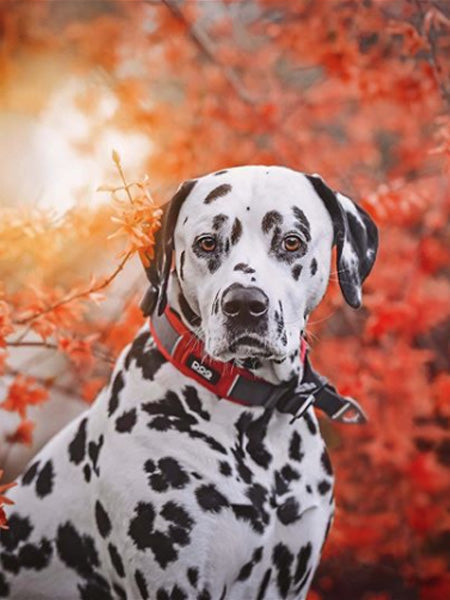 Collier Rouge pour chien - Urban Explorer - DOG Copenhagen