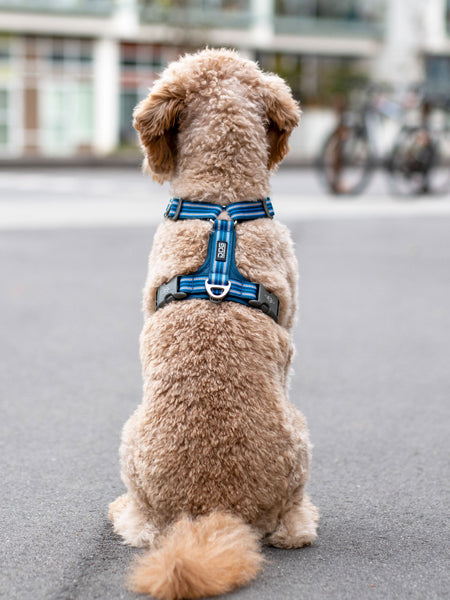 Harnais Bleu pour chien - Comfort Walk Air 3.0 - DOG Copenhagen
