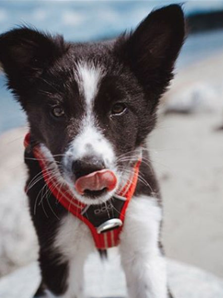 Harnais Rouge pour chien - Comfort Walk Air 3.0 - DOG Copenhagen
