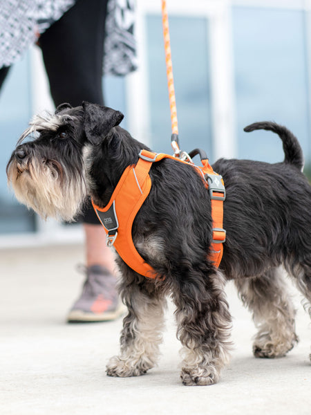 Harnais Orange pour chien - Comfort Walk Pro - DOG Copenhagen