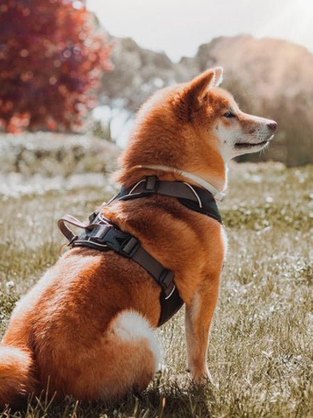 Harnais Noir pour chien - Comfort Walk Pro 3.0 - DOG Copenhagen