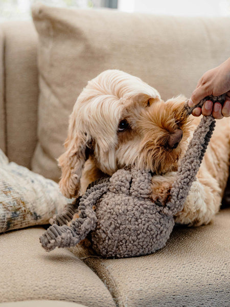 Peluche pour chien - Pieuvre Taupe - District 70