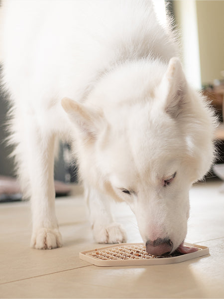 Topping Smoothie pour chien - Légumes et spiruline Vegan - Fred & Felia