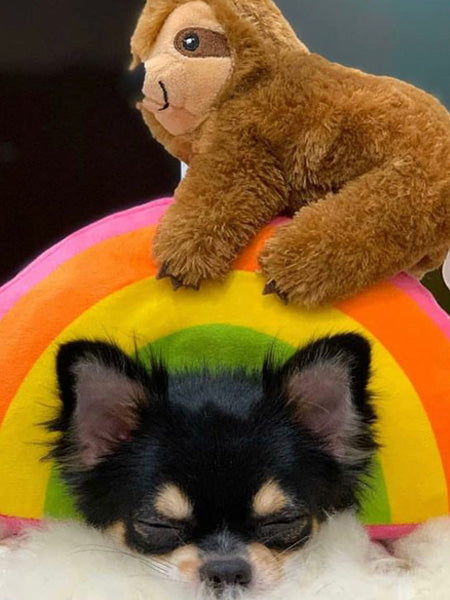 Peluche originale pour chien - Paresseux sur un arc-en-ciel 🦥🌈 - Fringe PetShop