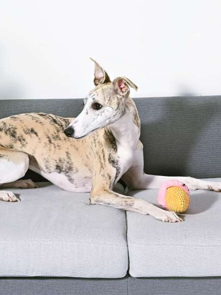 Balle en peluche pour chien - Glace en cône 🍧 - HugSmart