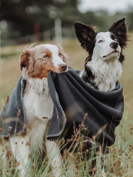 Plaid couverture XL pour chien - Gris anthracite - Hunter