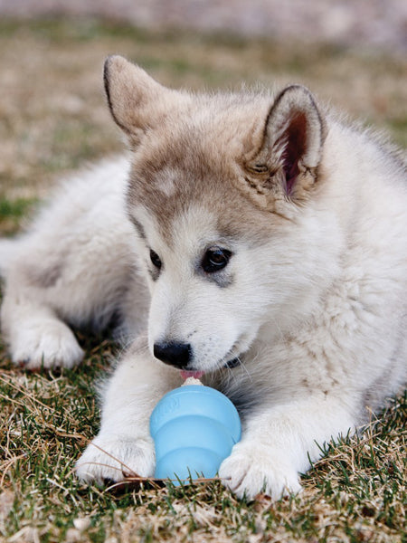 Jouet KONG Puppy â mâcher pour chiot - Taille M - Bleu