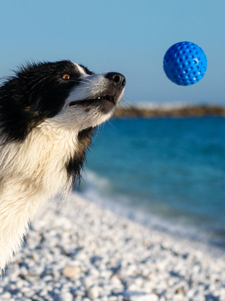 Balle pour chien en mousse haute densité - Orange
