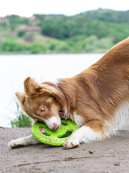 Frisbee pour chien mousse haute densité - Orange - Kiwi Walker