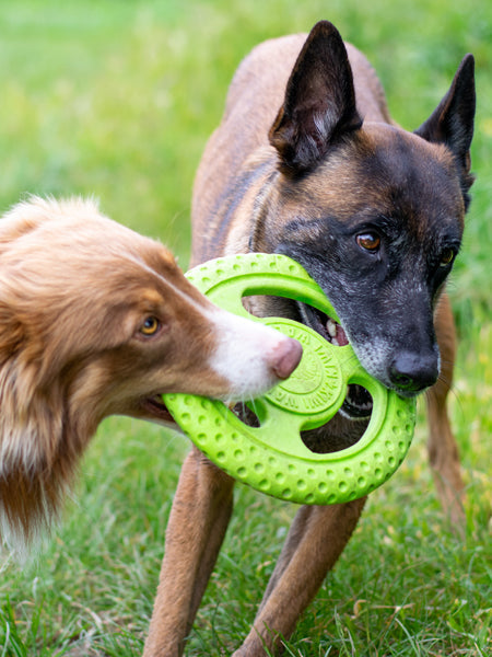 Frisbee pour chien mousse haute densité - Orange - Kiwi Walker