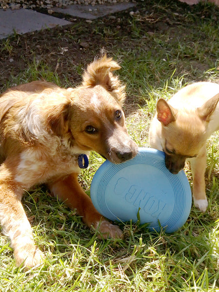 Frisbee pour chiot - KONG® Puppy Flyer - Bleu