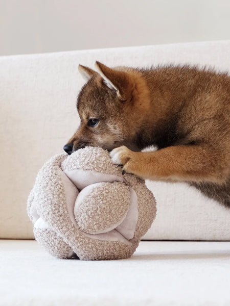 Jouet interactif pour chien
