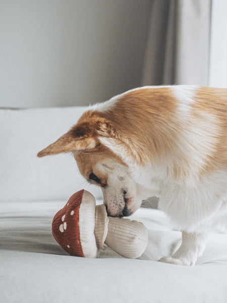 Jeu d'occupation pour chien