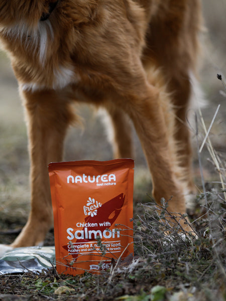 Pâtée pour chien