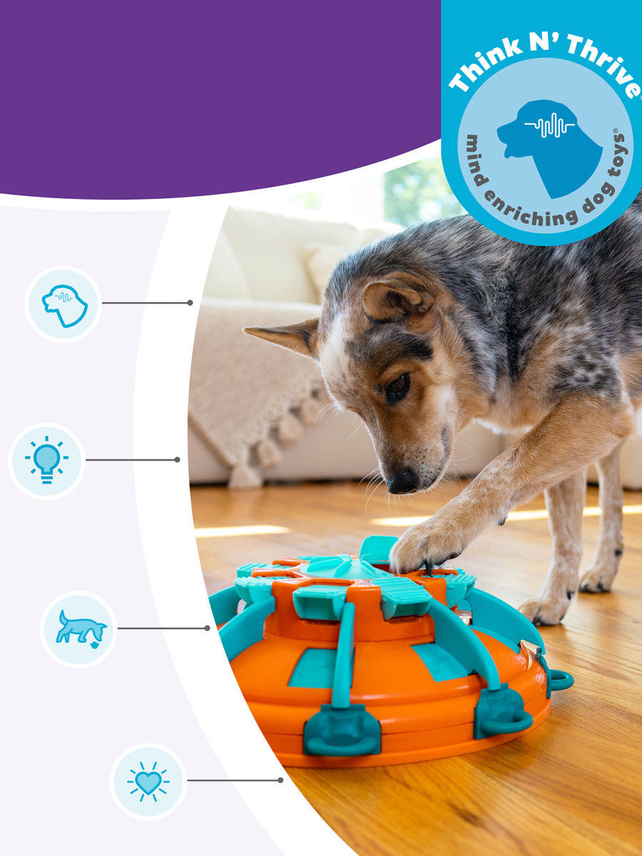 Jouet interactif pour chien