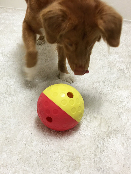 Jeu de réflexion pour chien