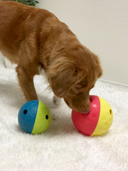 Jeu de réflexion pour chien