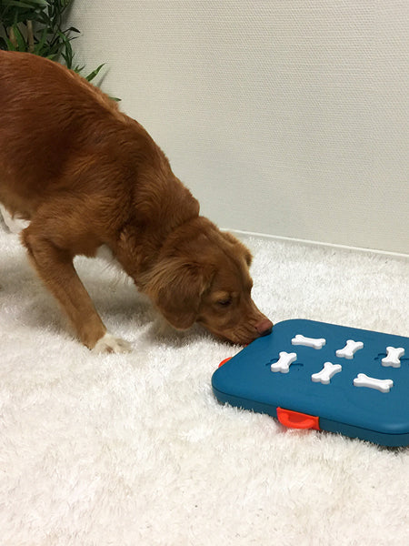 Jeu de réflexion pour chien