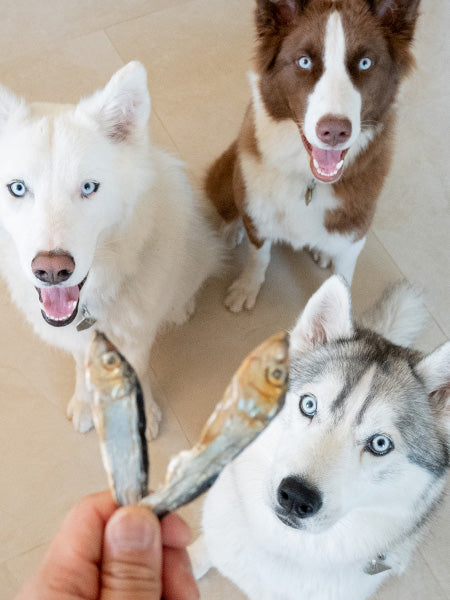 Poisson séché pour chien
