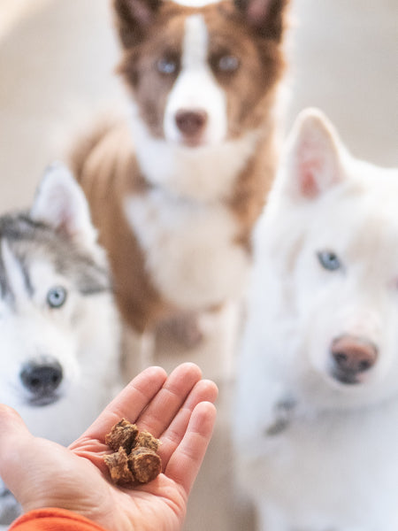 Friandise pour chien