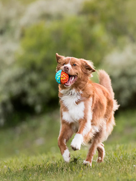 Balle pour chien Go-Go Astro Ball - Flare - Pet PLAY