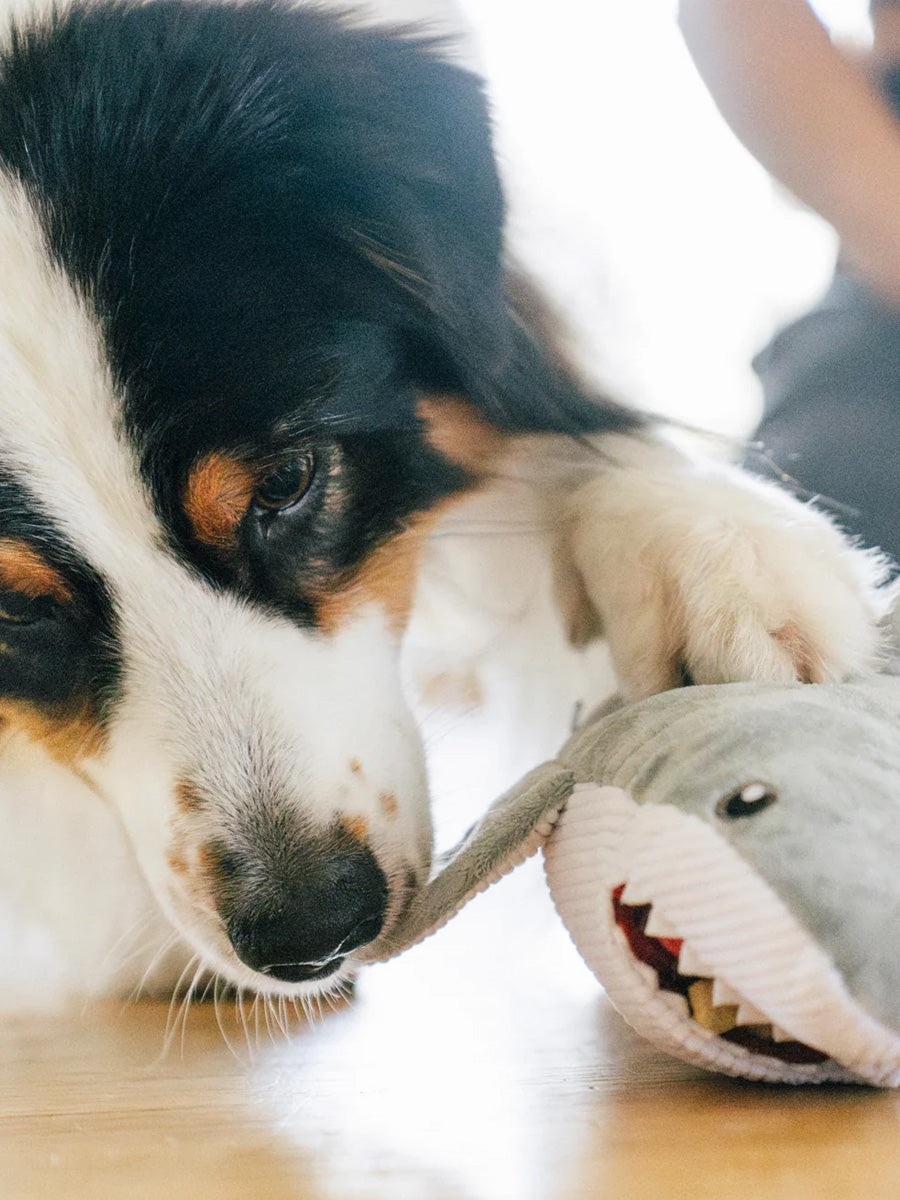 Peluche pour chien - Ocean Buddies Requin Blanc 🦈 - Pet PLAY
