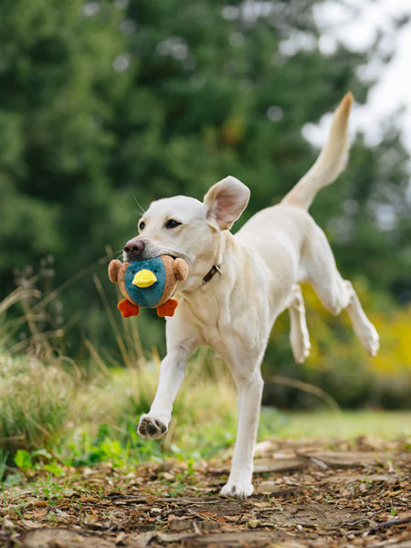Jouet en peluche pour chien - Barnyard Buddies Canard 🦆 - Pet PLAY