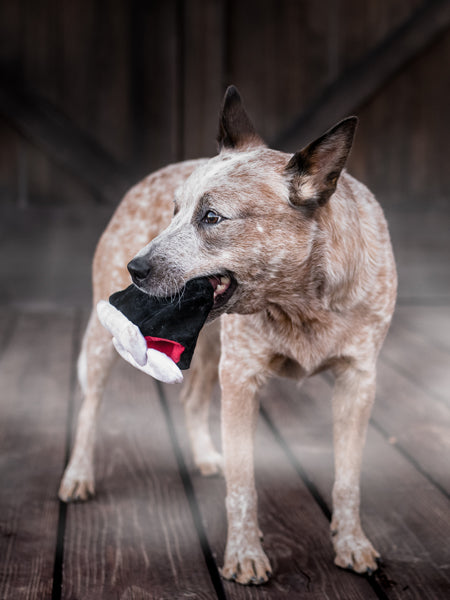 Jouet en peluche pour chien - Howling Haunts - Dents de Dracula 🧛 - Pet PLAY