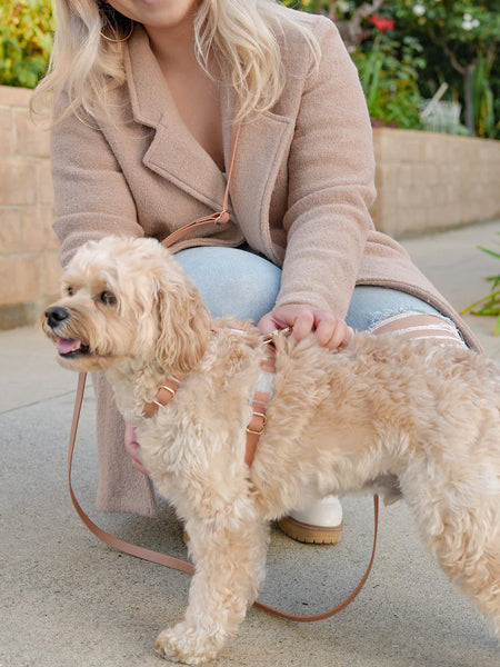 Harnais pour chien Cloud Lite - Chai - Shop Sunny Tails