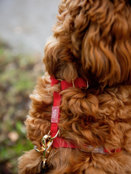 Harnais pour chien Cloud Lite - Cherry - Shop Sunny Tails