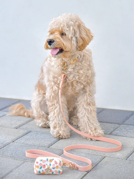 Collier waterproof Cloud pour chien - Chai - Shop Sunny Tails