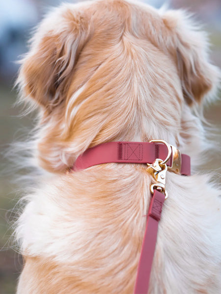 Collier waterproof Cloud pour chien - Mûre - Shop Sunny Tails