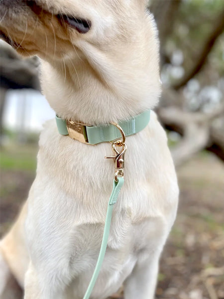 Collier waterproof Cloud pour chien - Pistache - Shop Sunny Tails