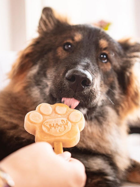 Kit de préparation pour glaces pour chien