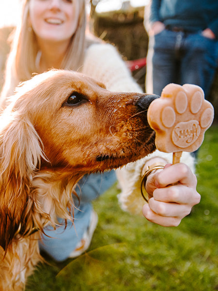 Mélange pour glaces pour chien - Beurre de Cacahuete 🍦🥜 - Smoofl