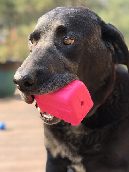 Jouet d'occupation pour chien