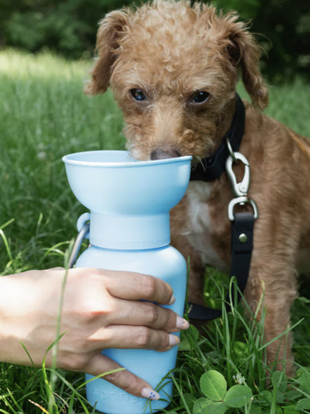 Gourde Springer Flip Dog avec distributeur d’eau - Bleu ciel - Springer