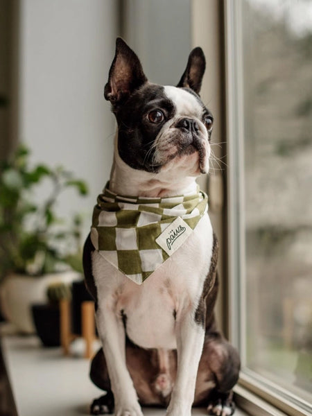 Bandana pour chien - Motif Checkmate ♟️ - The Paws