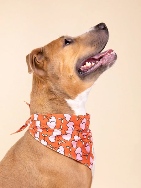 Bandana pour chien - Motif Cherrie Dog - The Paws