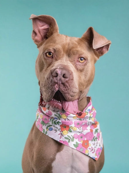 Bandana pour chien - Motif Fleuri Blossom - The Paws