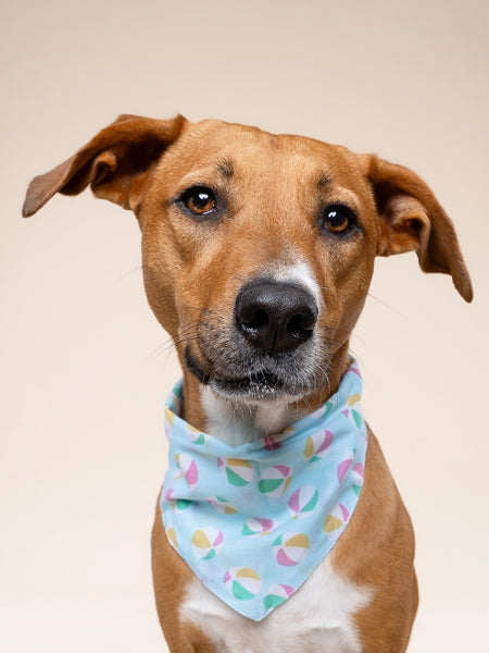 Bandana pour chien - Ballon de Plage - The Paws