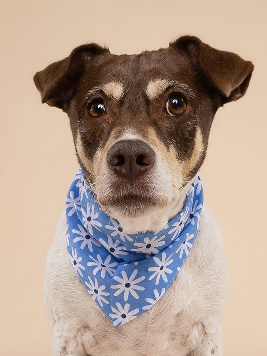 Bandana pour chien - Lyla - The Paws