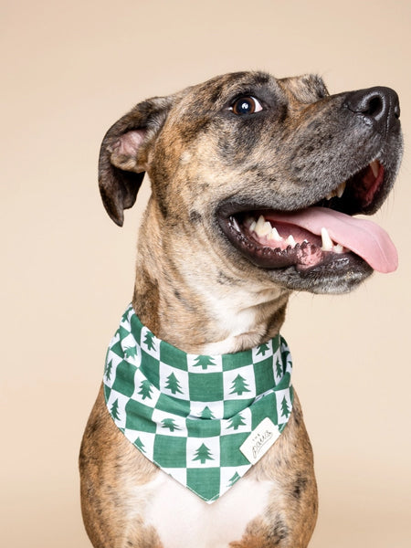 Bandana d'Hiver pour chien - Spruce 🌲 - The Paws