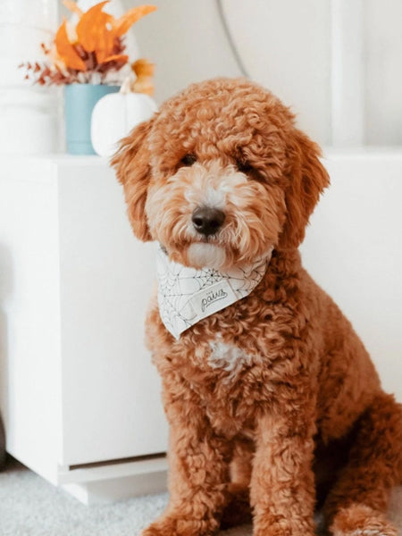 Bandana pour chien - Motif Bitsy - The Paws