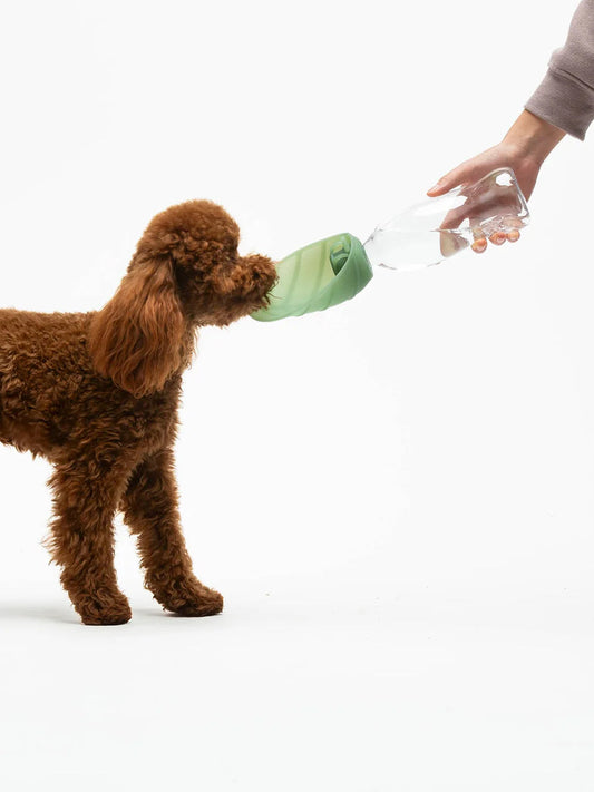 Gourde et distributeur d'eau portable Leaf - Vert - United Pets