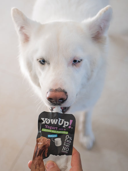Yaourt à boire pour chien - Prébiotiques naturels - Yow Up !